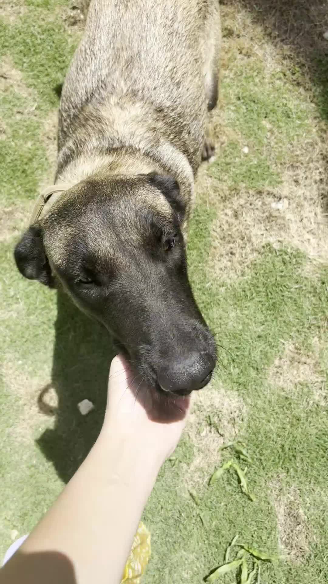Belgian Malinois dogs for sale: Belgian Malinois 5 (Neo) - Video 3