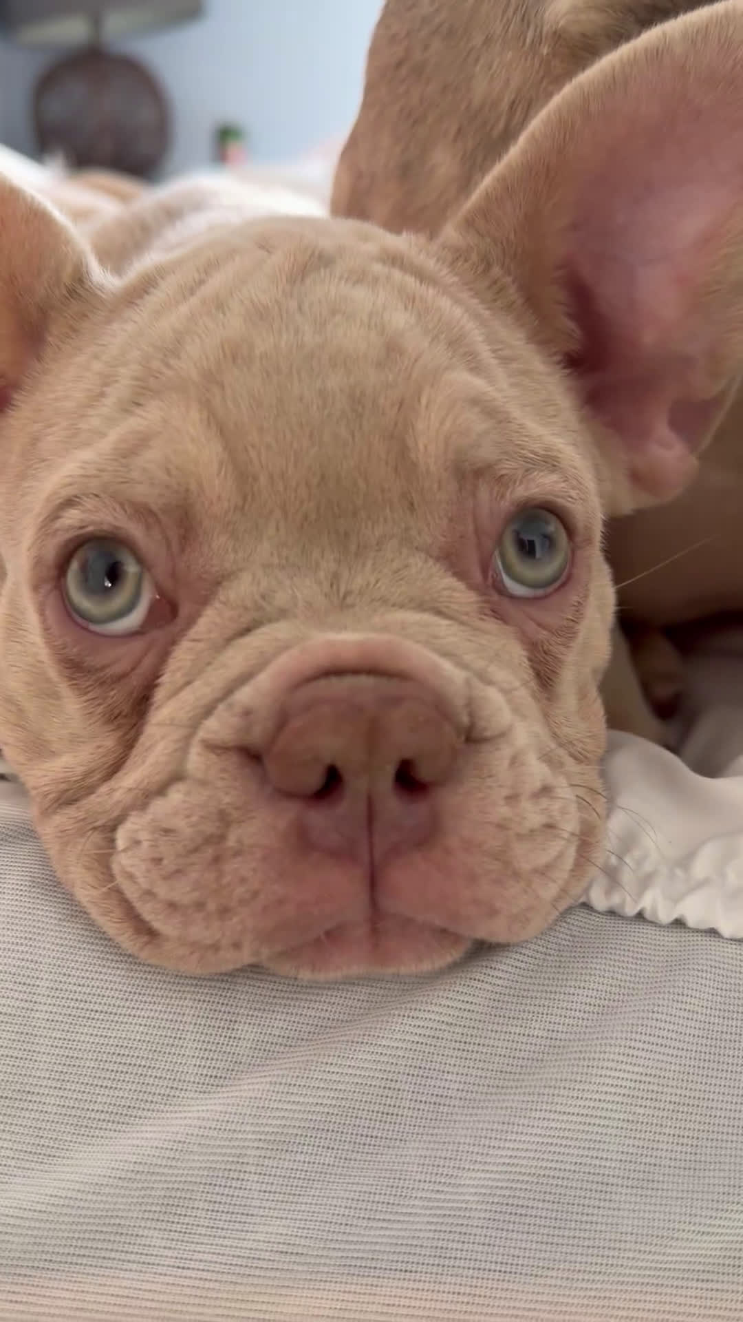 French Bulldog dogs for sale: French Bulldog Puppy 1 - Video 1