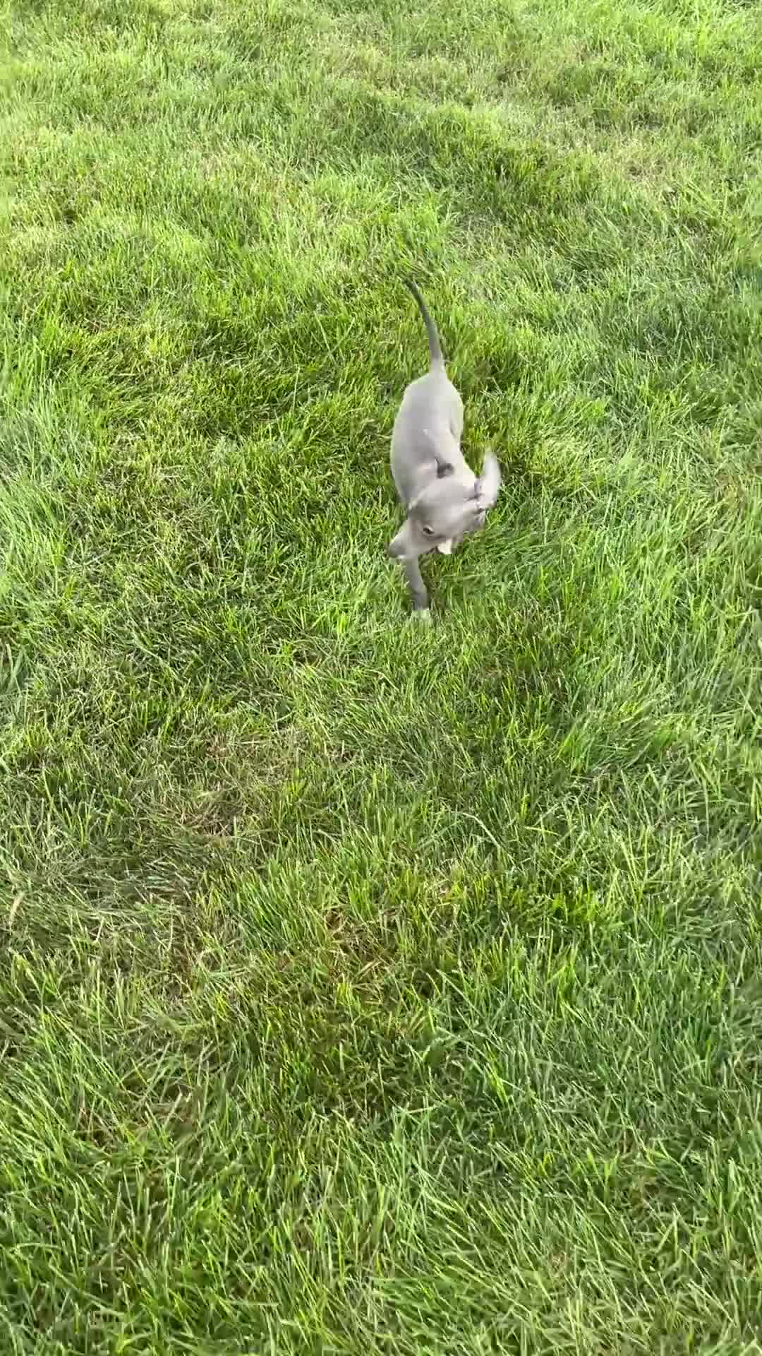 Italian Greyhound dogs for sale: Sydney  - Video 1