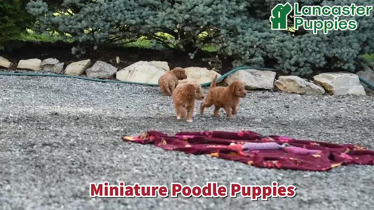 Miniature Poodle dogs for sale: Nova - Video 1
