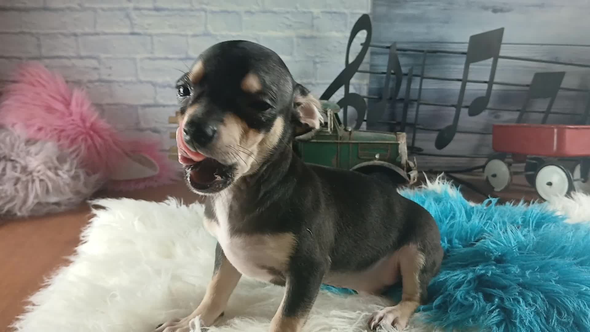 Chihuahua dogs for sale: Tiny blk tan boy Hand Delivery  - Video 1