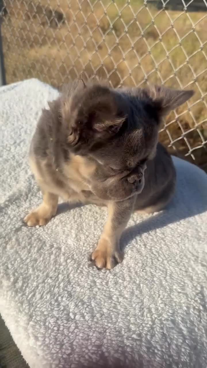 French Bulldog dogs for sale: Rocky-Rare Lilac Tan Fluffy in LA, CA. USA DELIVERY OPTIONS - Video 2