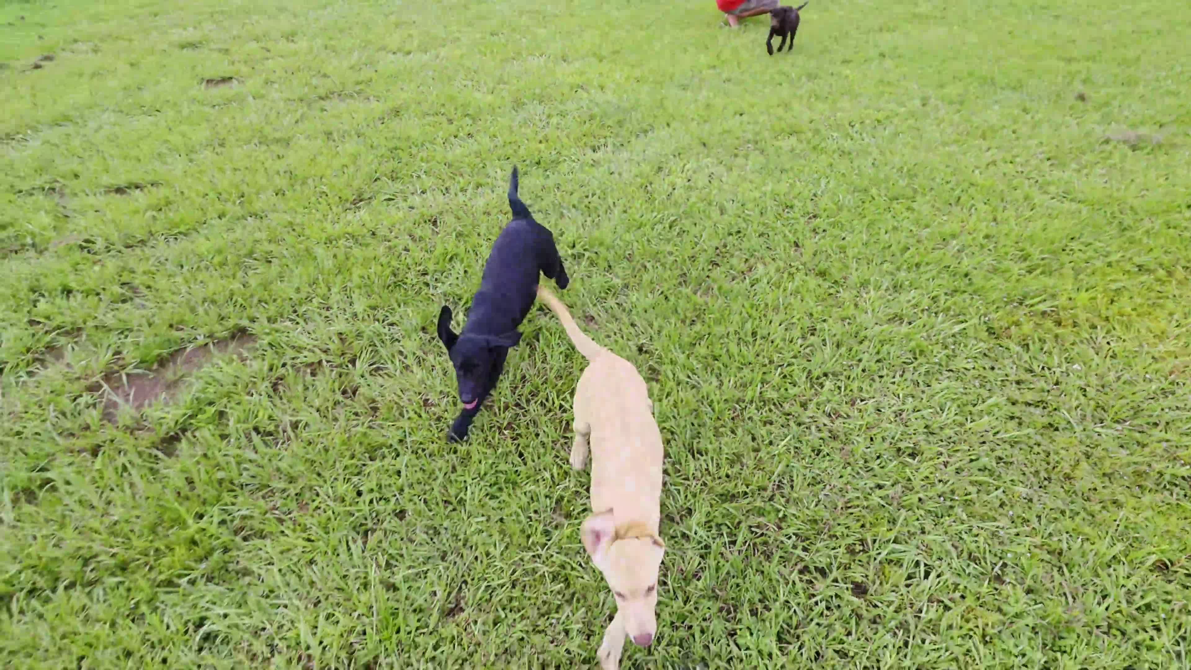 Labrador Retriever dogs for sale: Max - Video 3