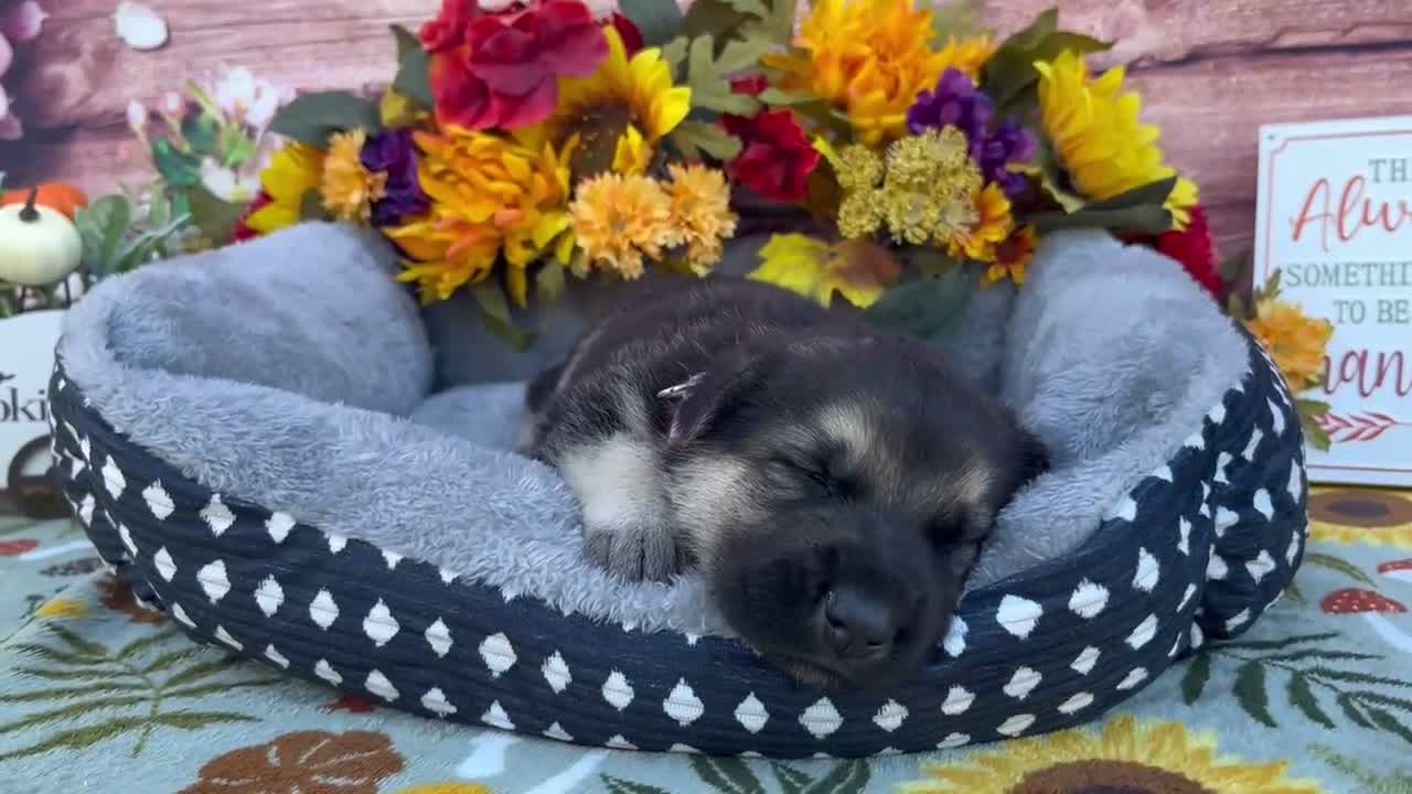 German Shepherd dogs for sale: Obsidian  - Video 1
