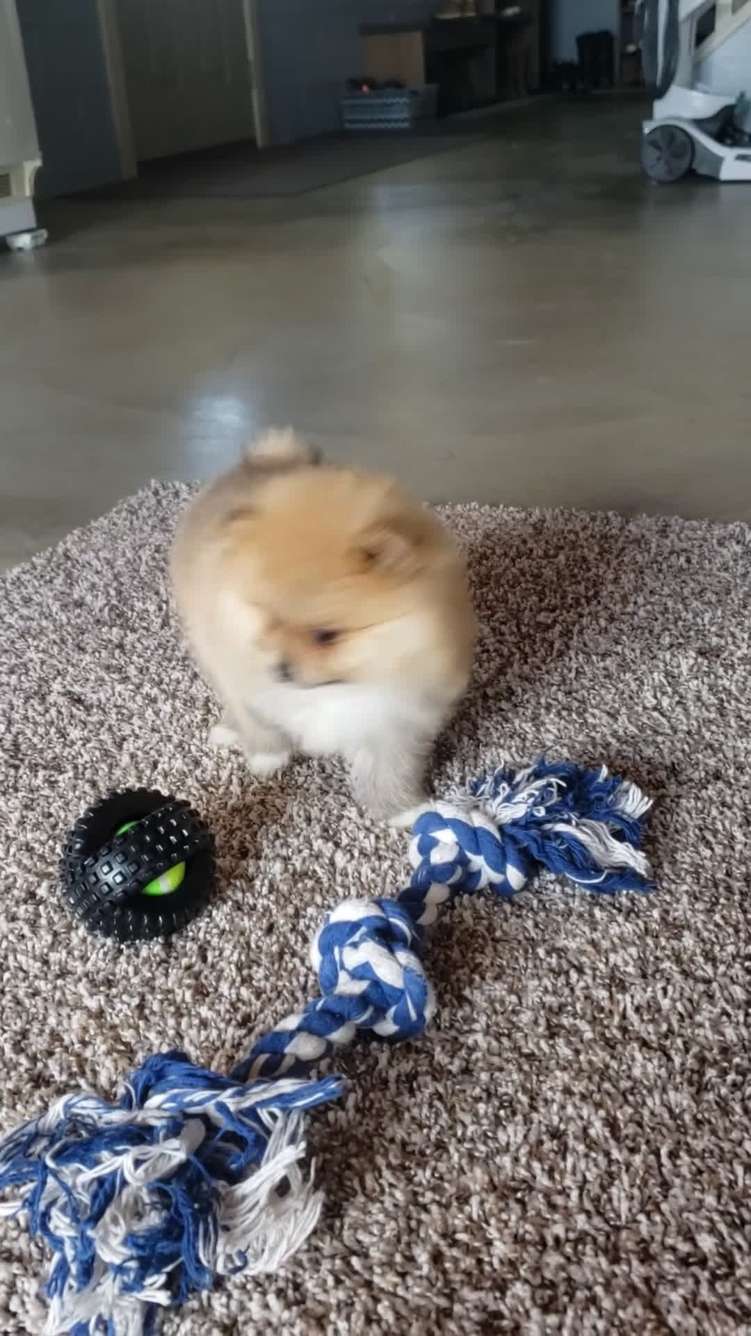 Pomeranian dogs for sale: Cody  - Video 1