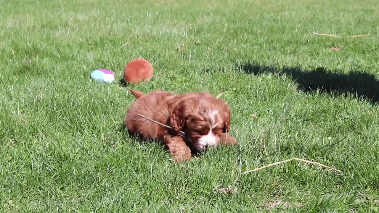 Cavapoo dogs for sale: Kobe - Video 1
