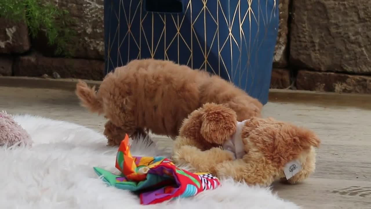 Maltipoo dogs for sale: Kolten - Video 5