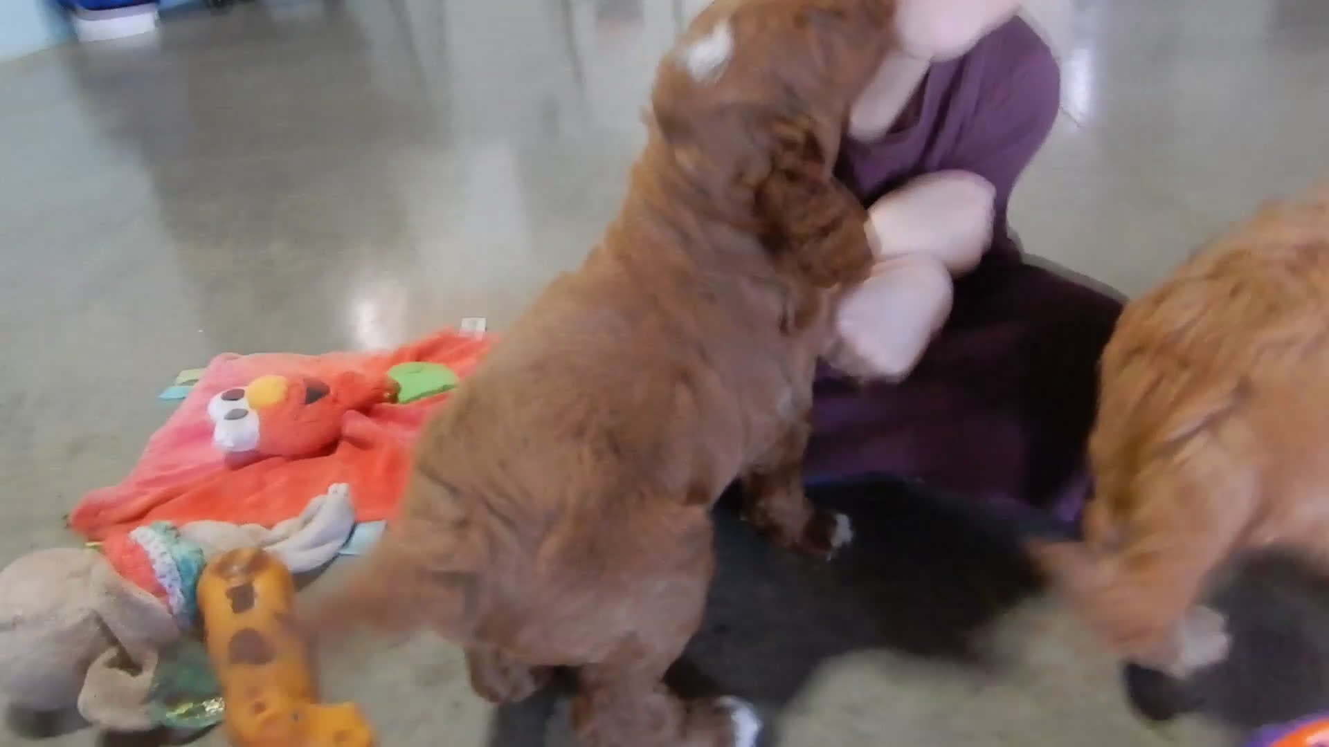 Goldendoodle dogs for sale: Leo-MEDIUM - Video 1