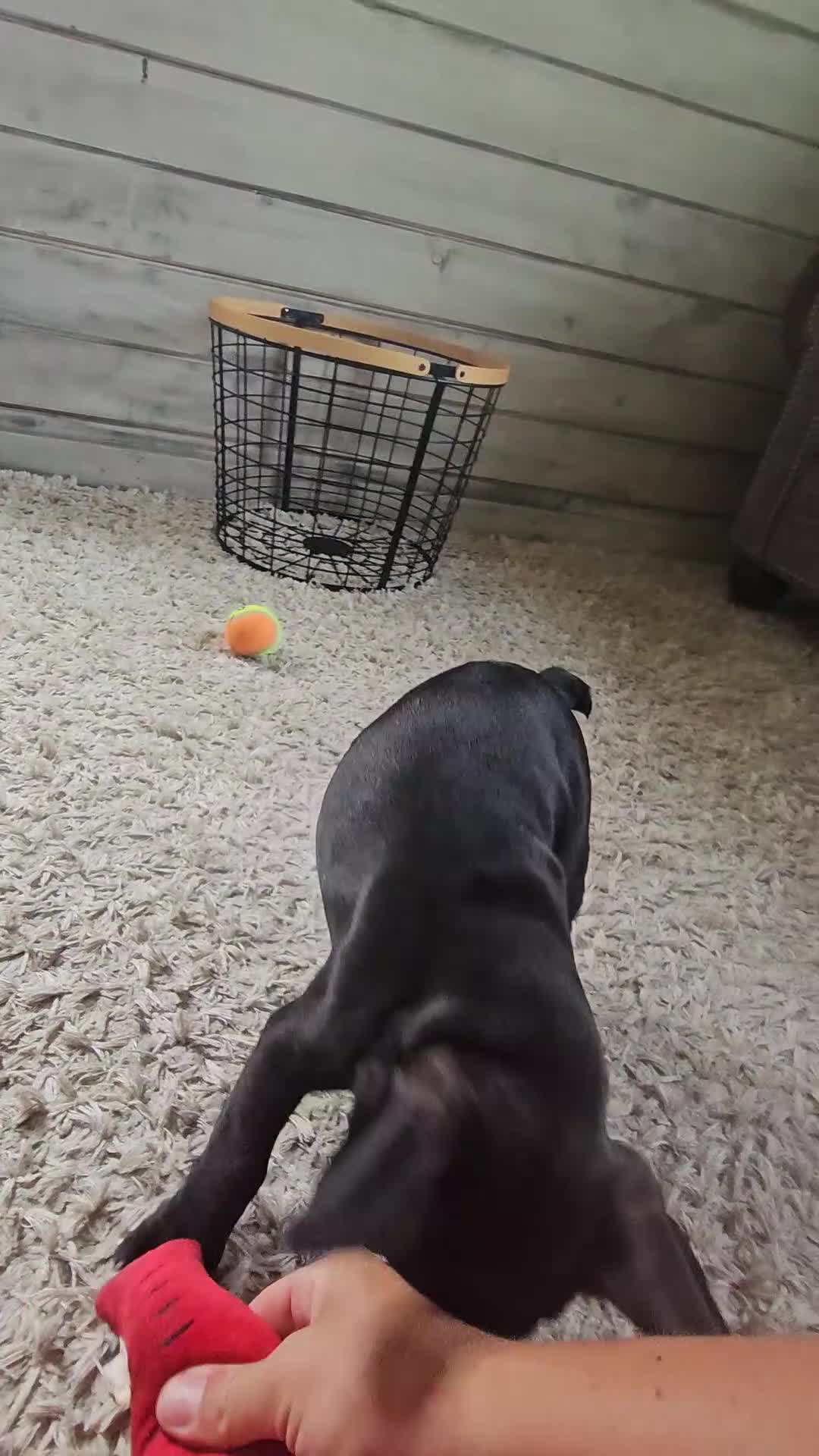 French Bulldog dogs for sale: Gus - Video 1
