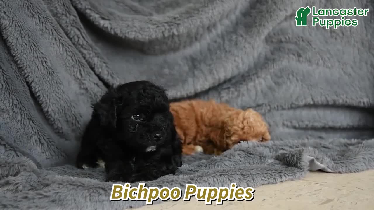 Bichpoo dogs for sale: Zoey - Video 1
