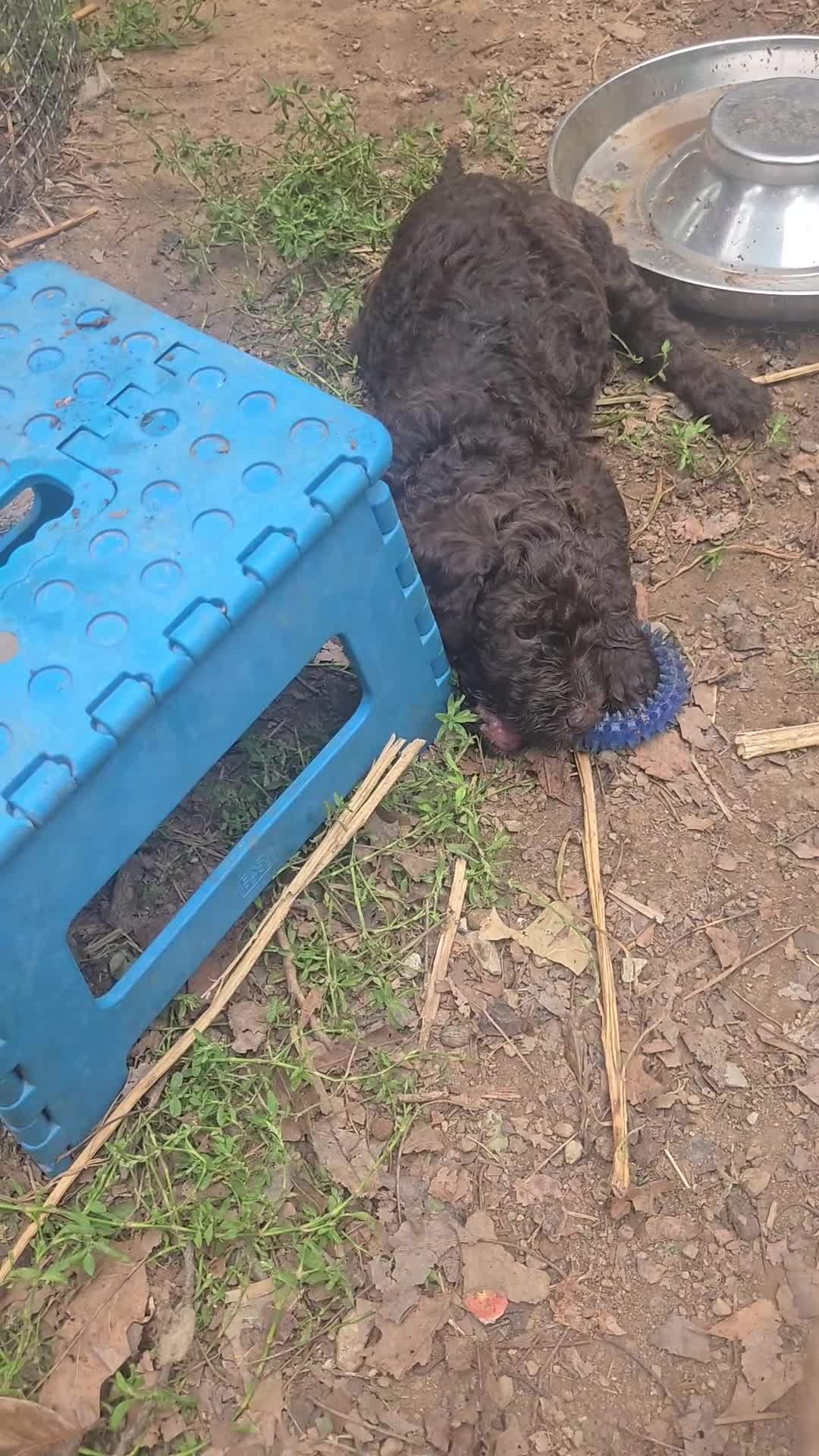 Standard Poodle dogs for sale: Lily - Video 4