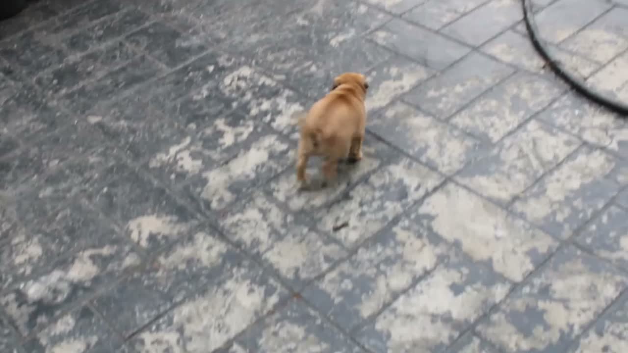 Jug dogs for sale: Sherena - Video 1