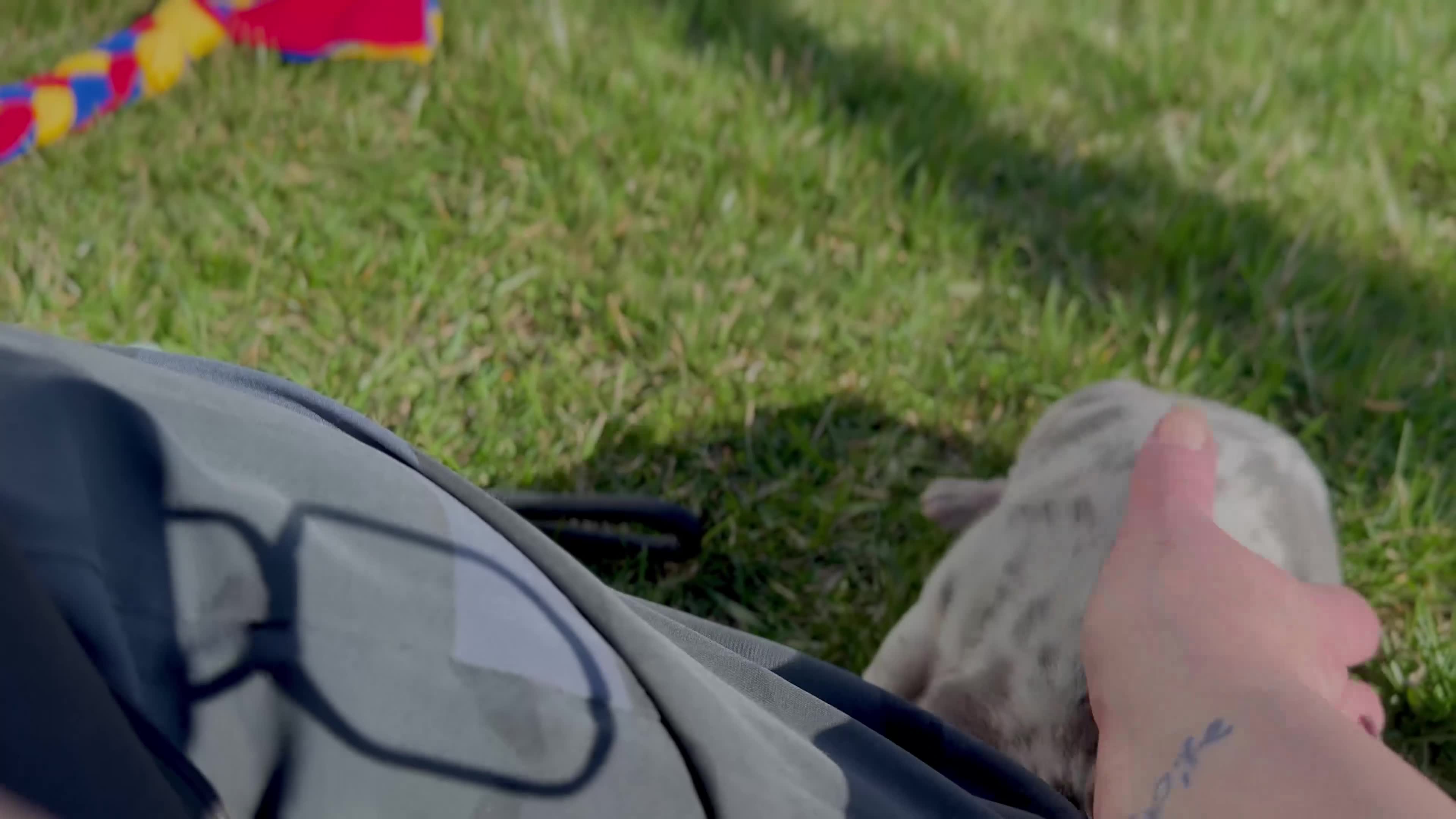 French Bulldog dogs for sale: Soraya, Female - Video 1