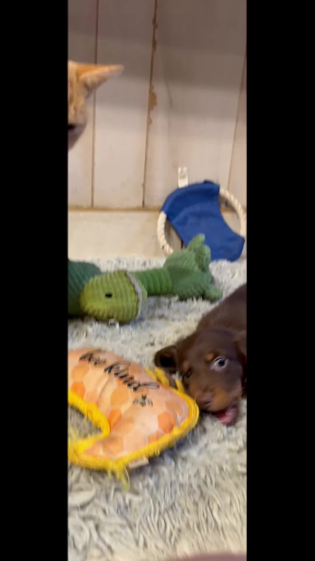 Miniature Dachshund dogs for sale: ACA Einstein LH PRA clear OFA Chic Parents - Video 1