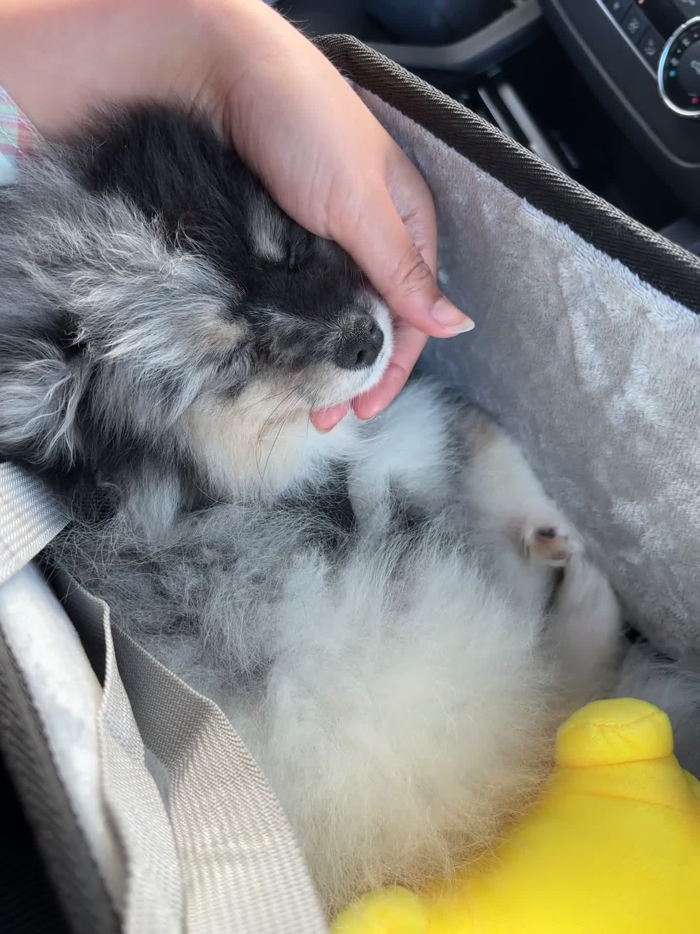 Mixed Breed dogs for sale: Oreo - Video 2