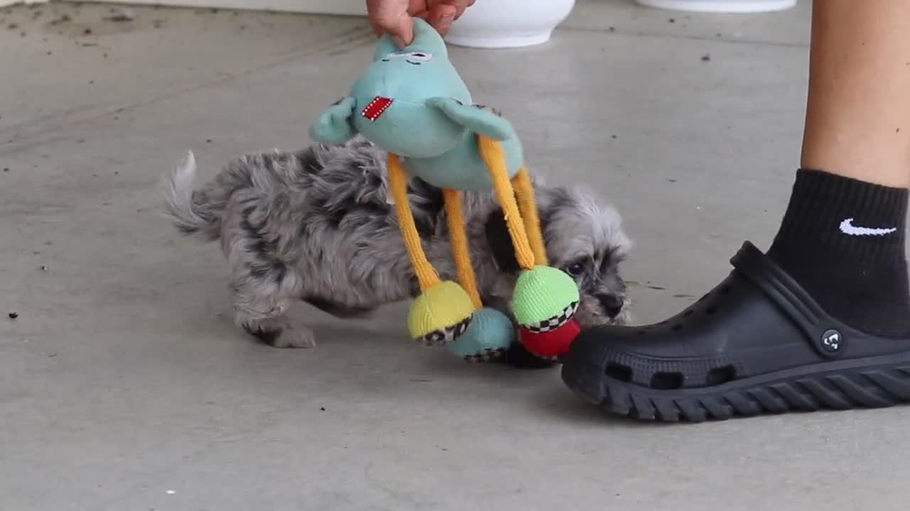 Havapoo dogs for sale: Cuddles  - Video 4