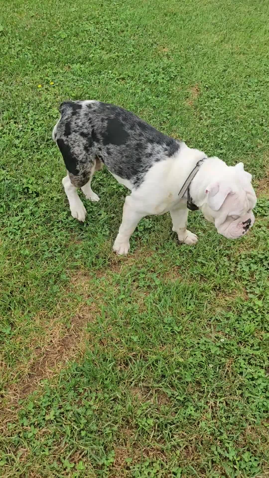 Mixed Breed dogs for sale: Sammy - Video 1