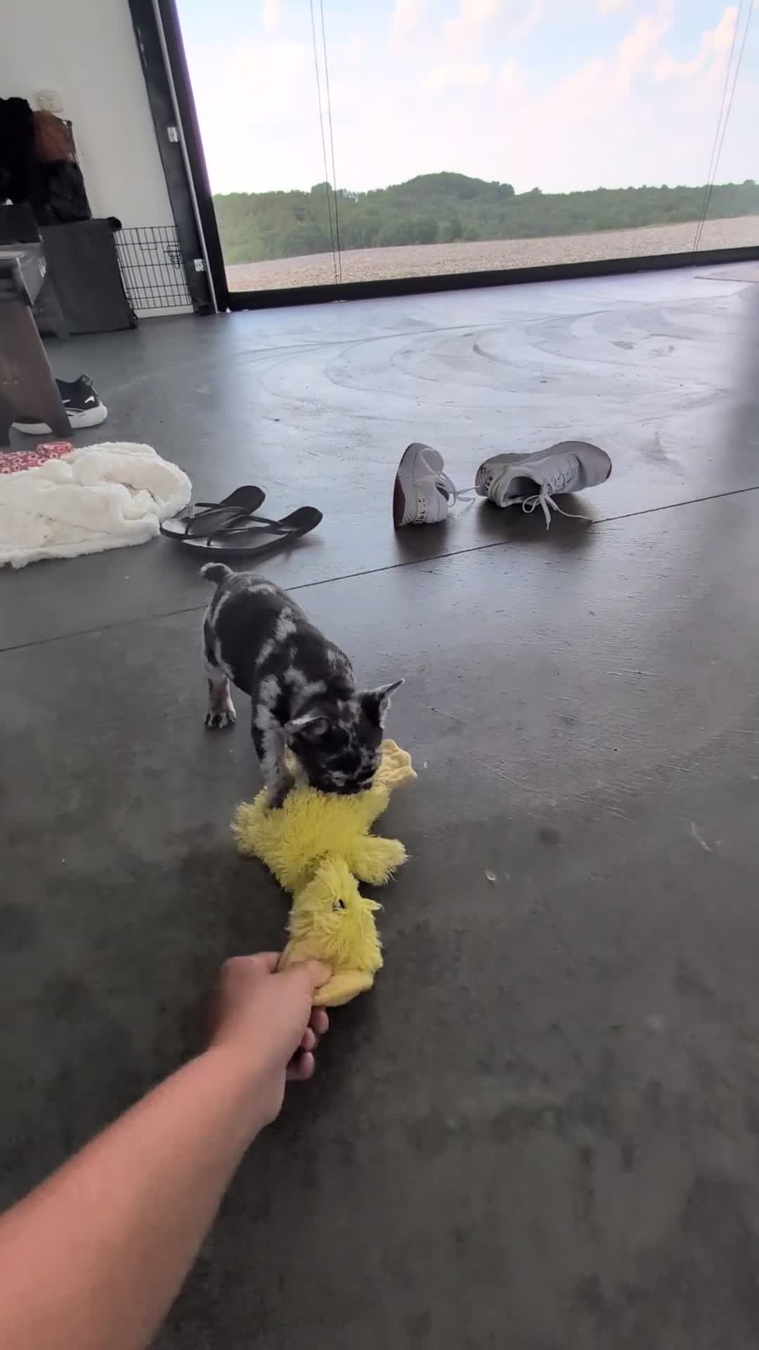 French Bulldog dogs for sale: Oliver - Video 1