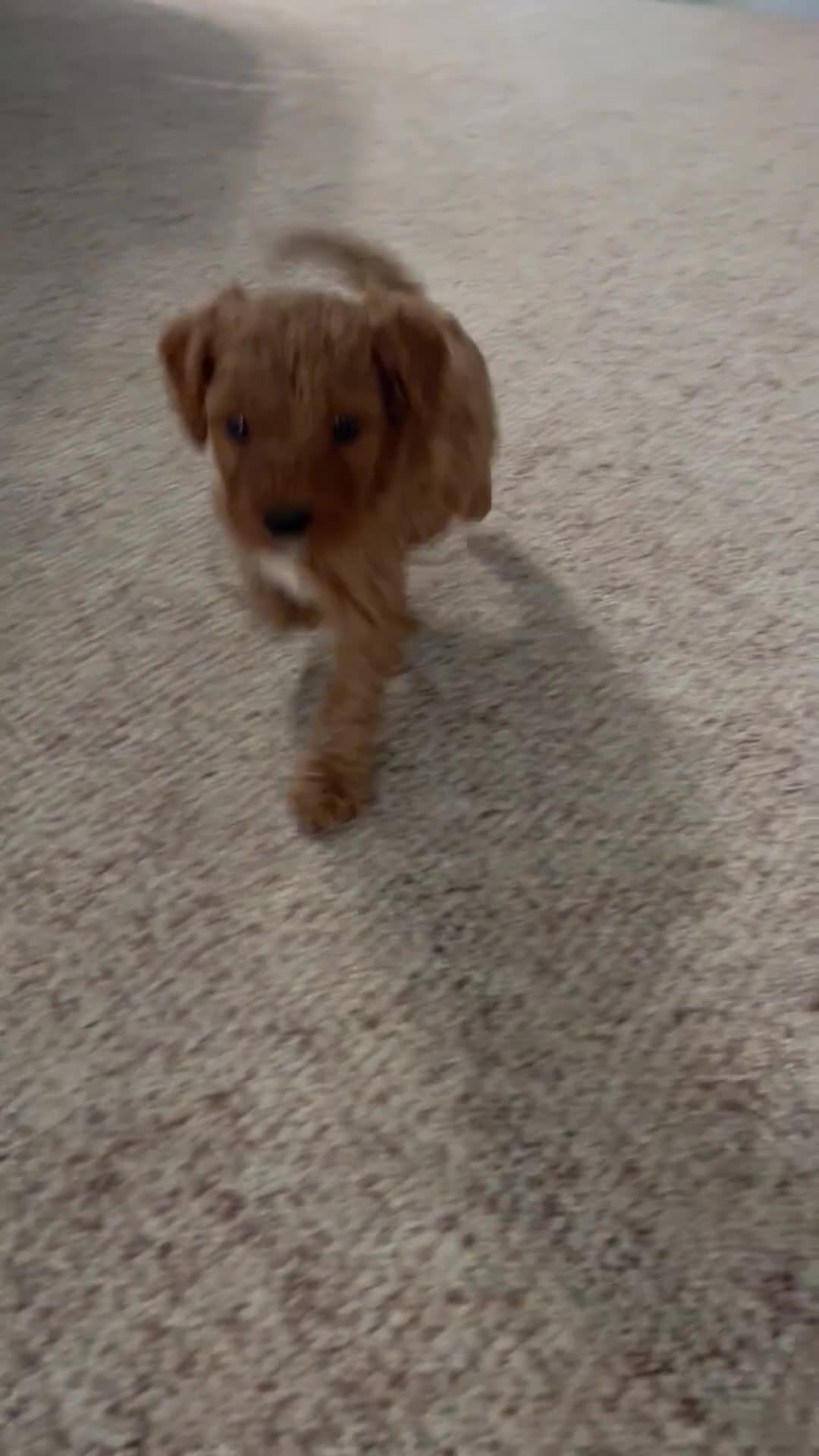 Cavapoo dogs for sale: Falcon💙 - Video 2