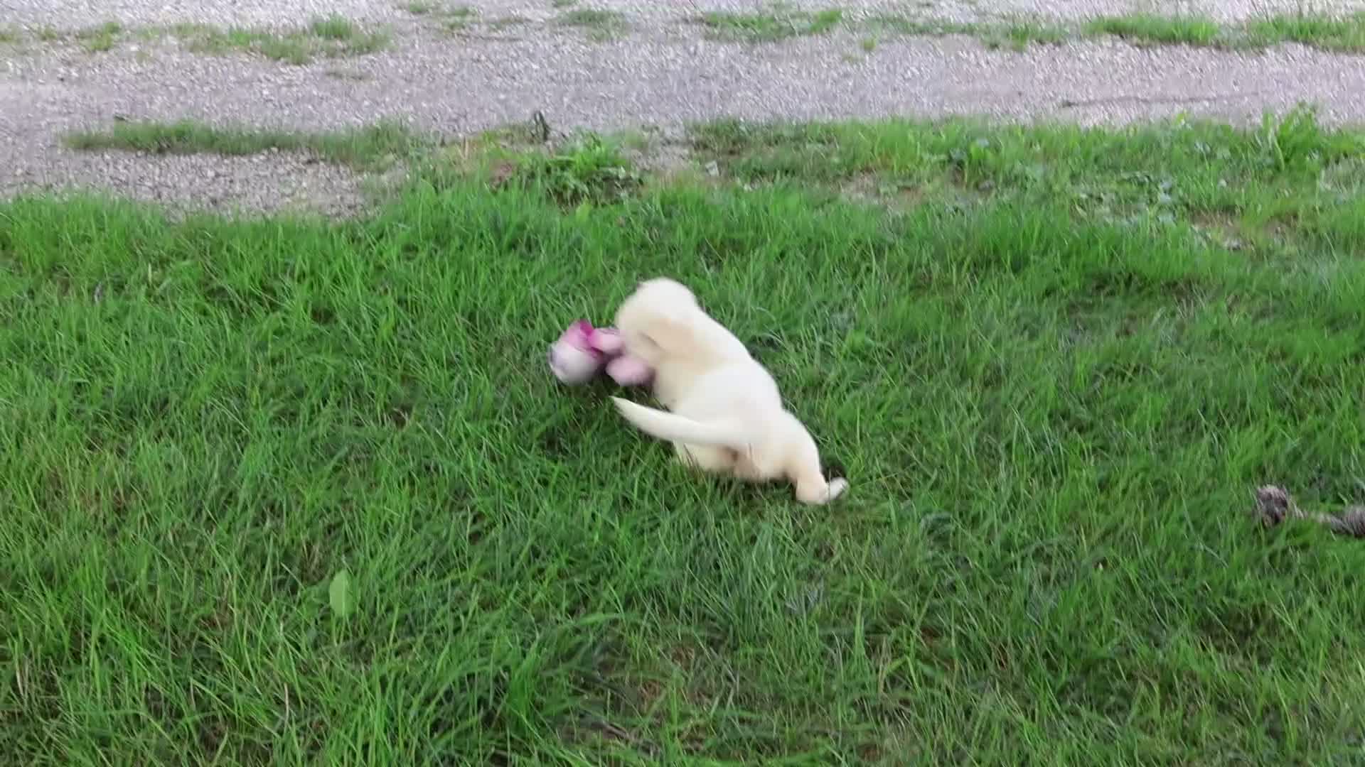 Golden Retriever dogs for sale: Twinkle - Video 1