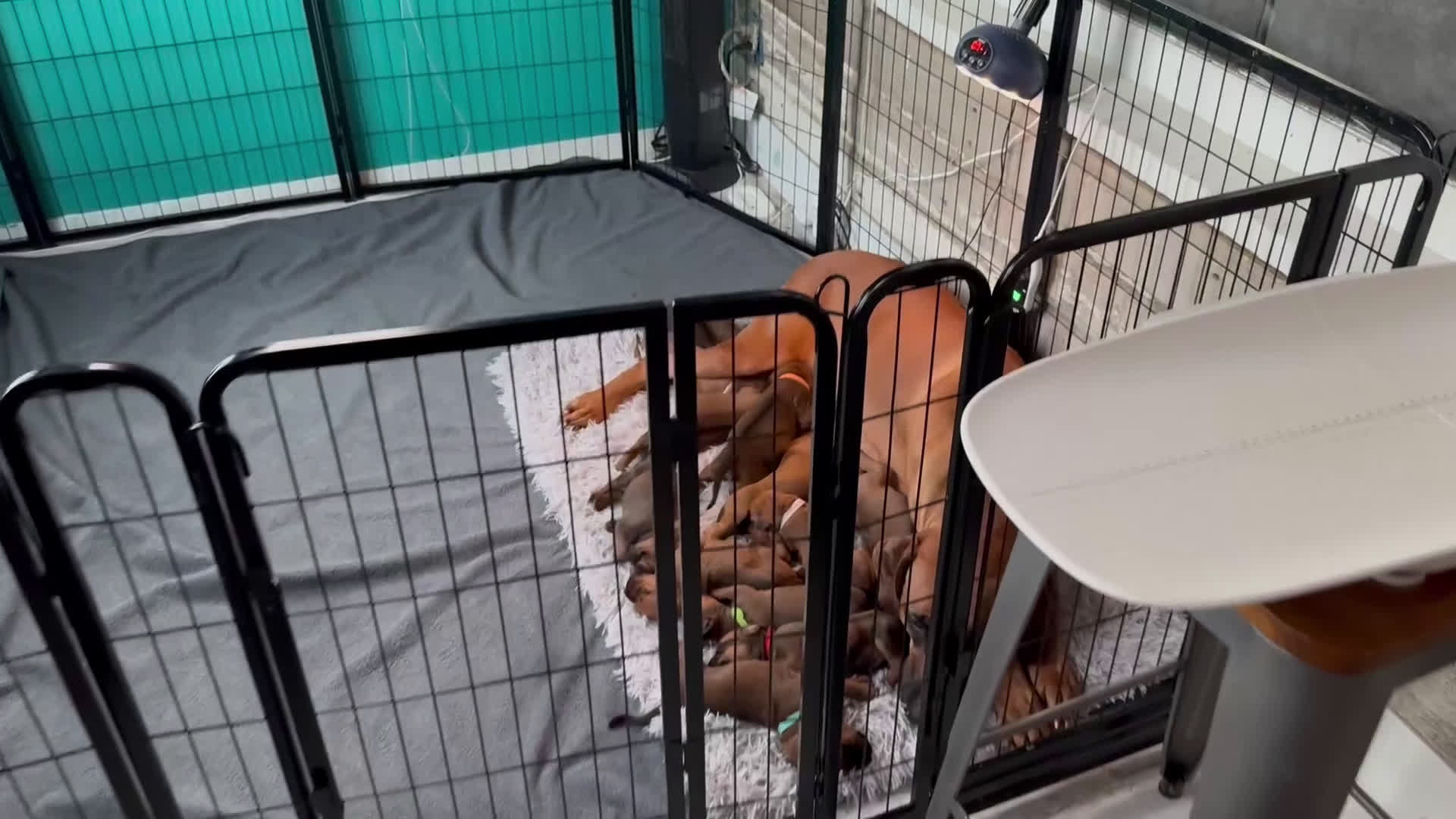 Rhodesian Ridgeback dogs for sale: Rhodesian Ridgeback Puppys - Video 1