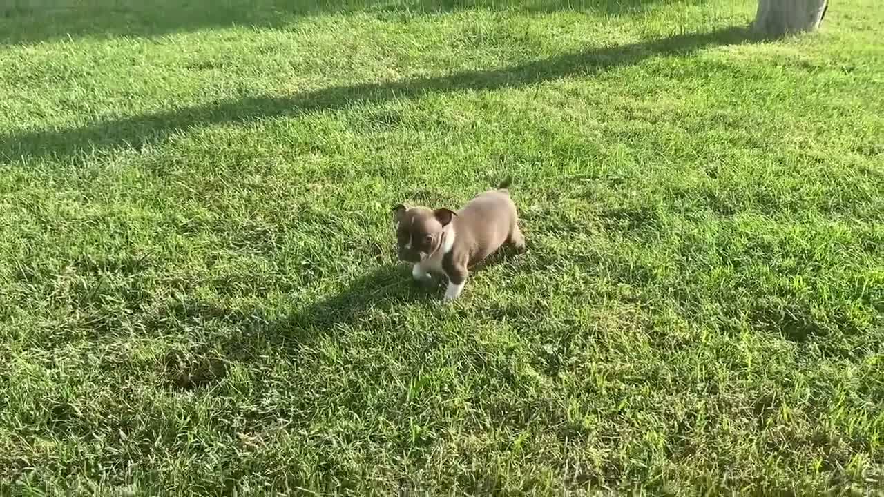 Boston Terrier dogs for sale: Lolly - Video 2