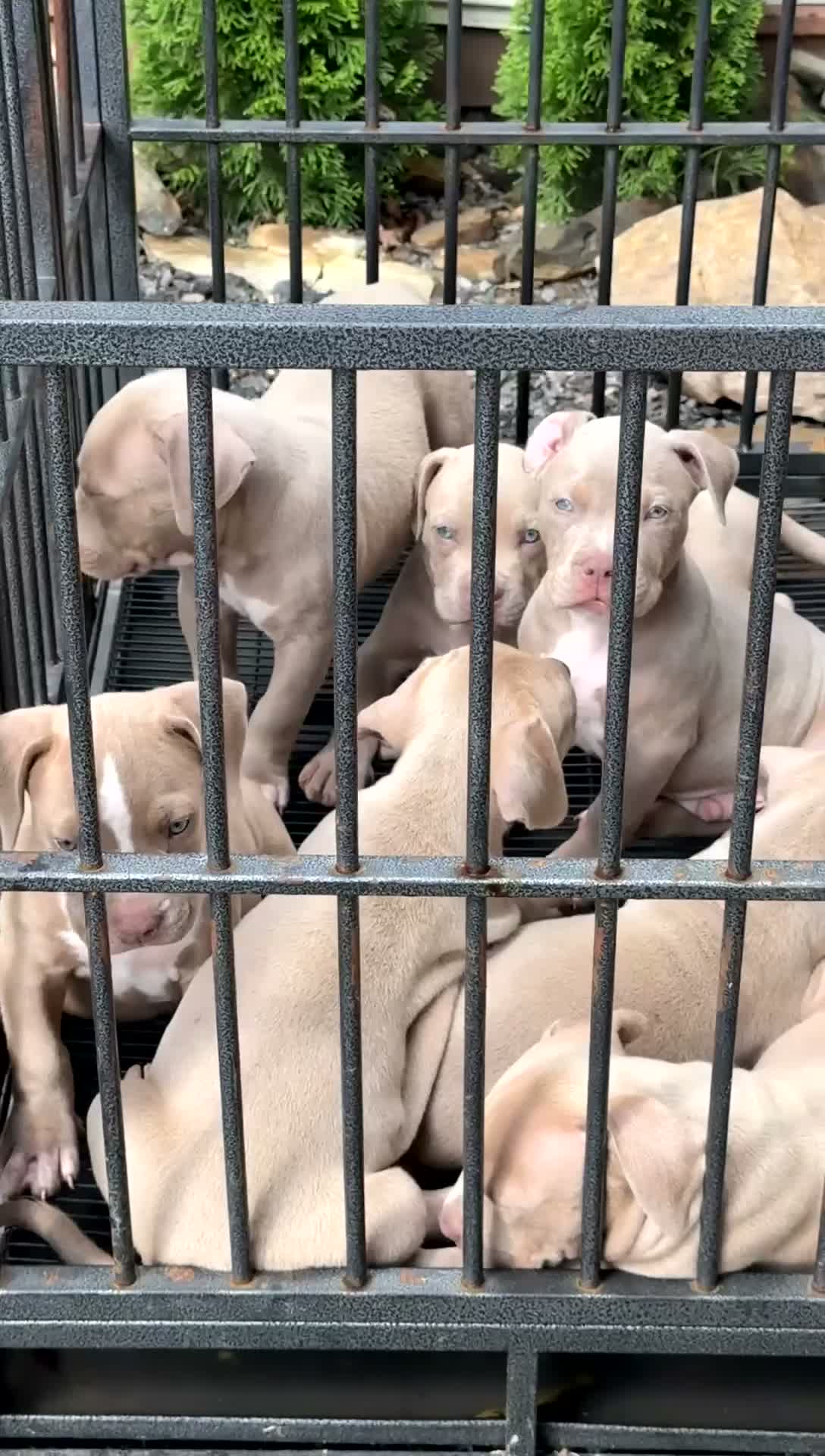 American Bully dogs for sale: American Bully 1 - Video 1