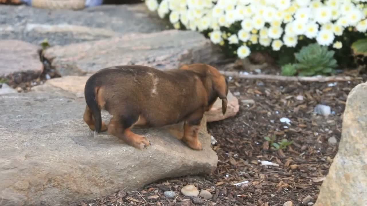 Miniature Dachshund dogs for sale: Joyce Miniature Dachshund  - Video 4