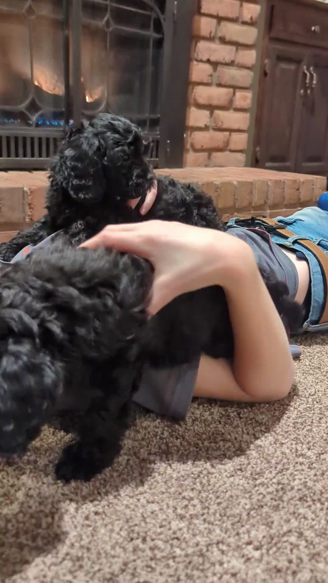 Cockapoo dogs for sale: Caspian -Blue Collar - Video 1