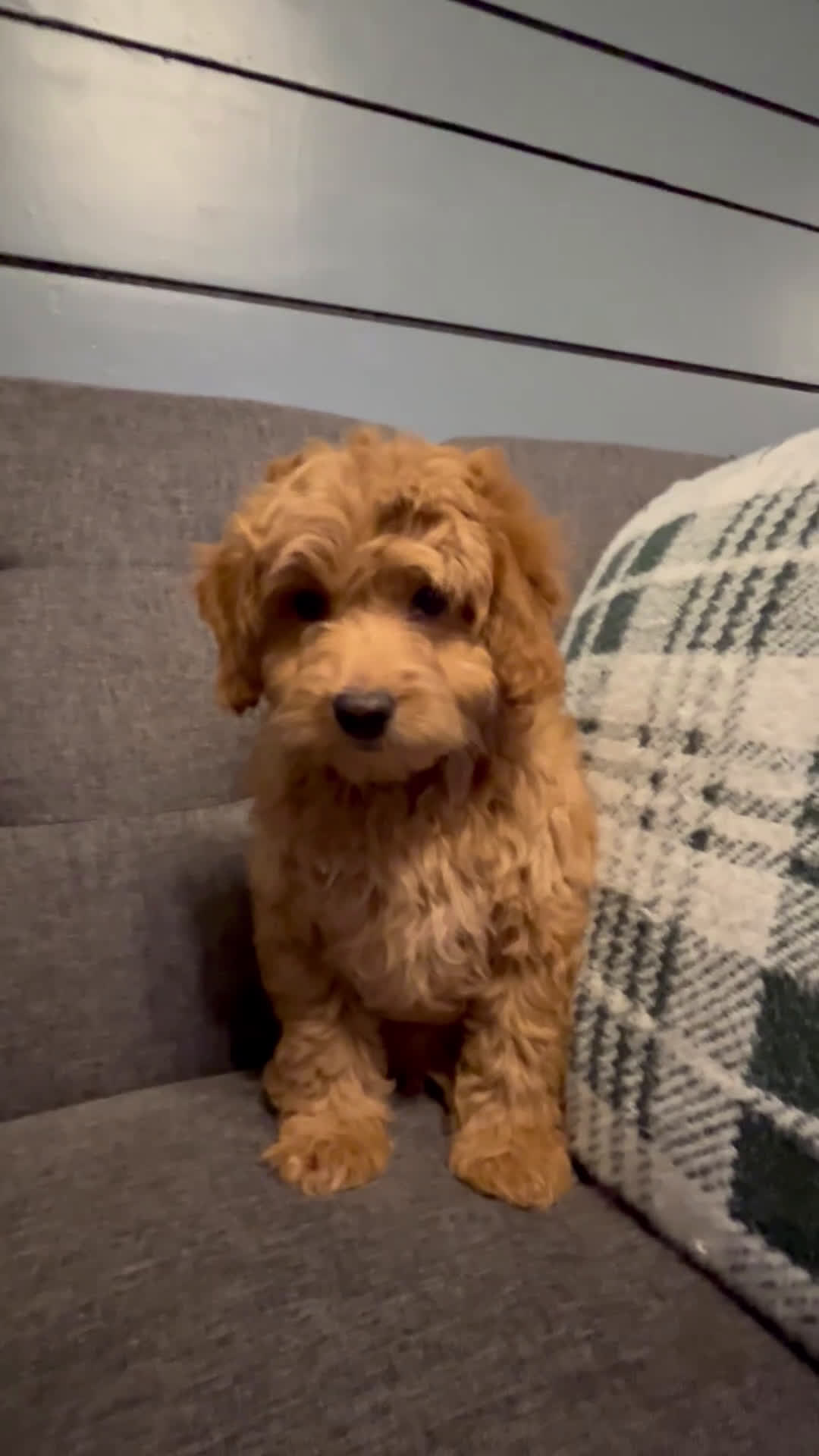 Mini Goldendoodle dogs for sale: Gus - Short, Chubby, Loving - Video 1