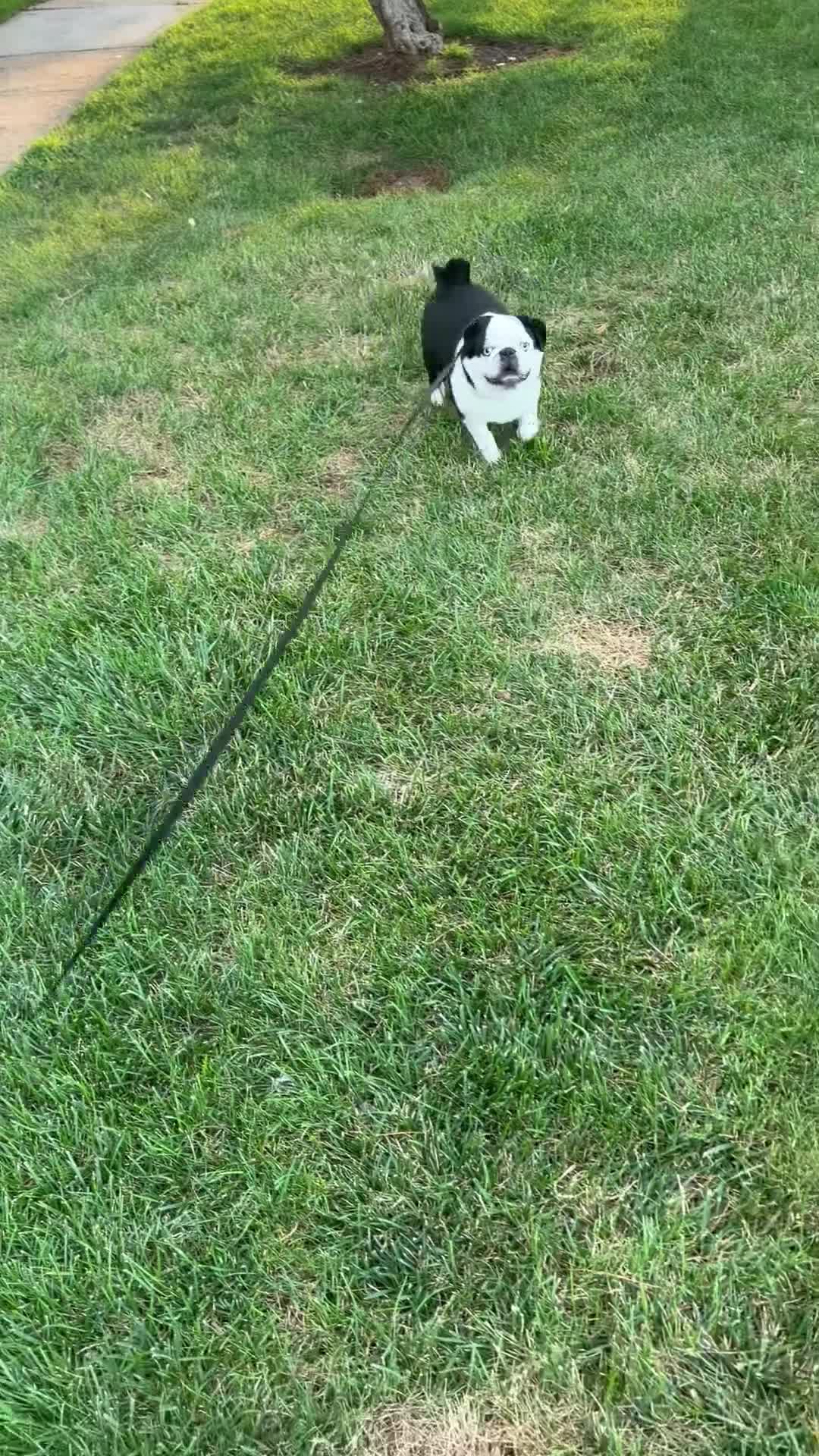 Pug dogs for sale: Panda pug - Video 1