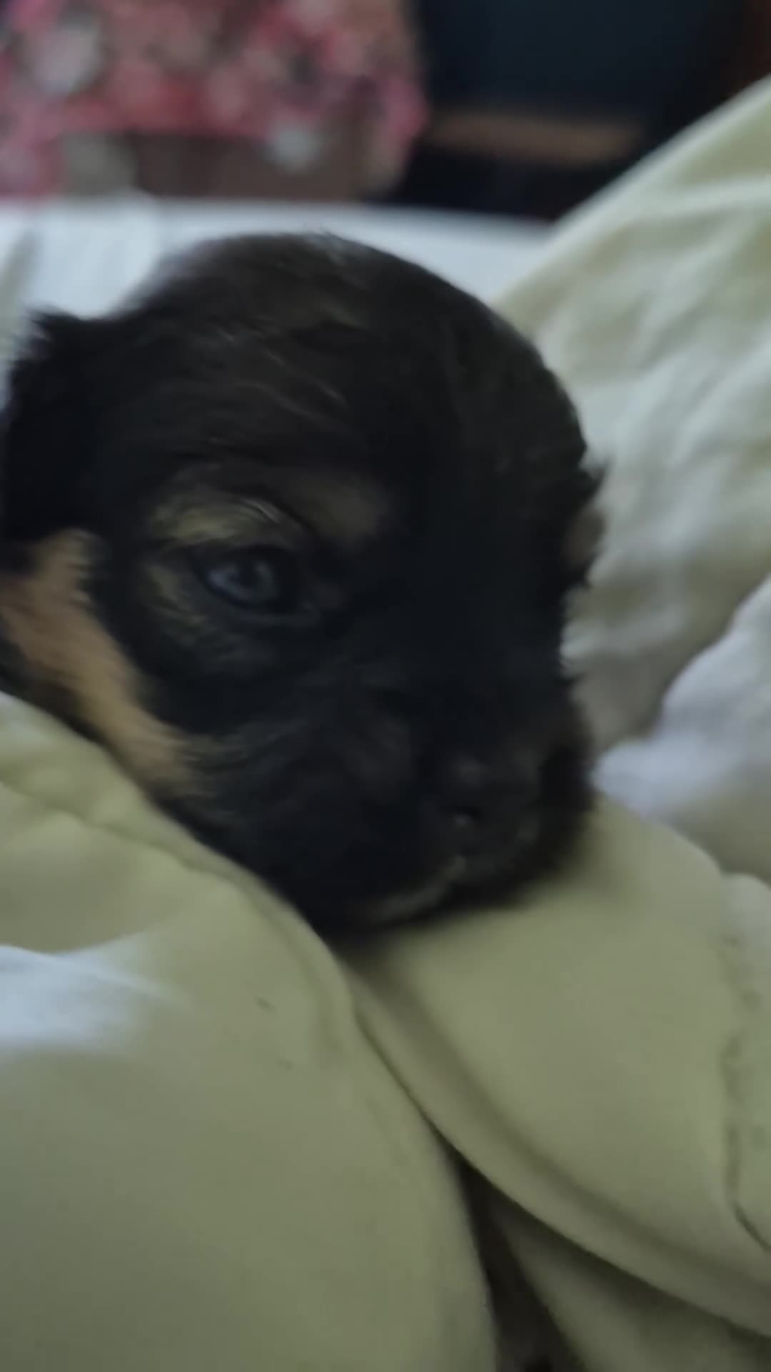 Mixed Breed dogs for sale: Mixed Breed 5 - Video 1