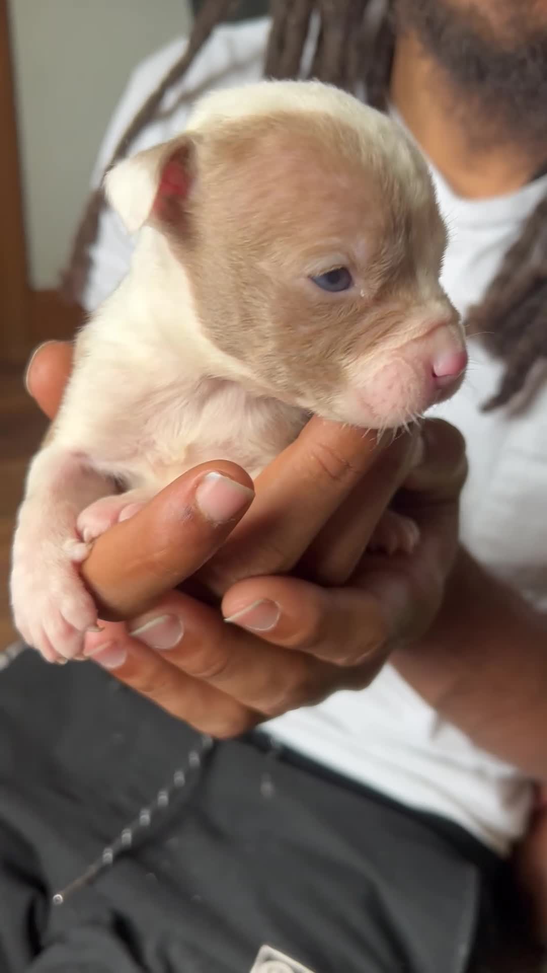 American Pit Bull Terrier dogs for sale: American Pit Bull Terrier 5 - Video 1