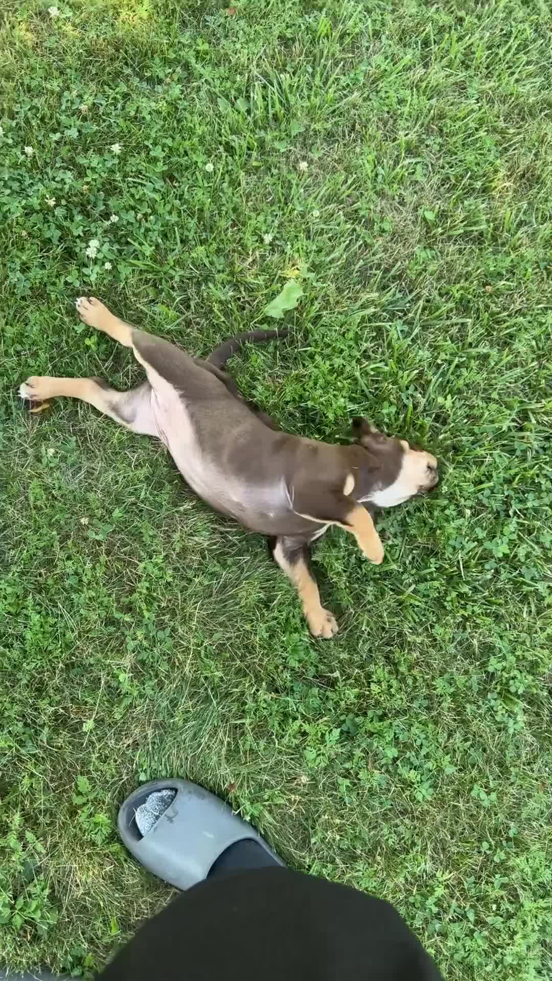 American Bully dogs for sale: American Bully 1 - Video 1