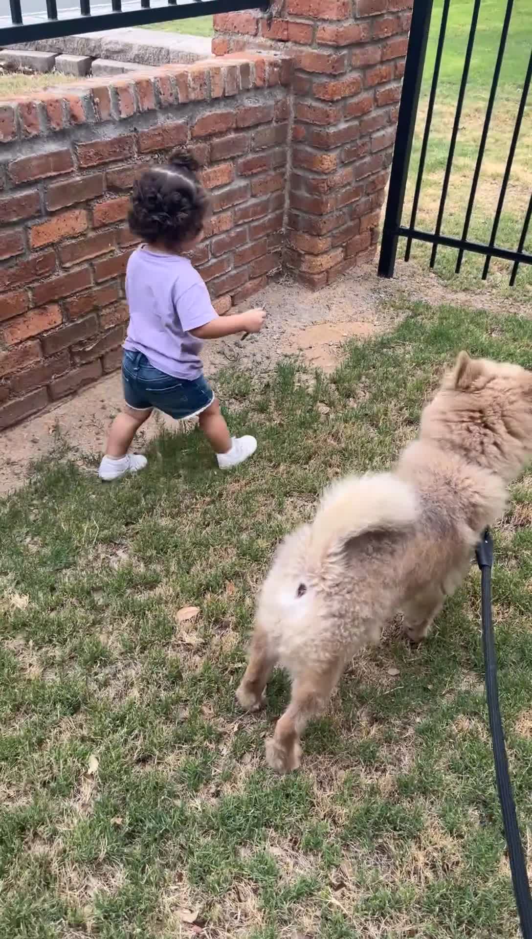 Chow Chow dogs for sale: Chow Chow 1 - Video 1
