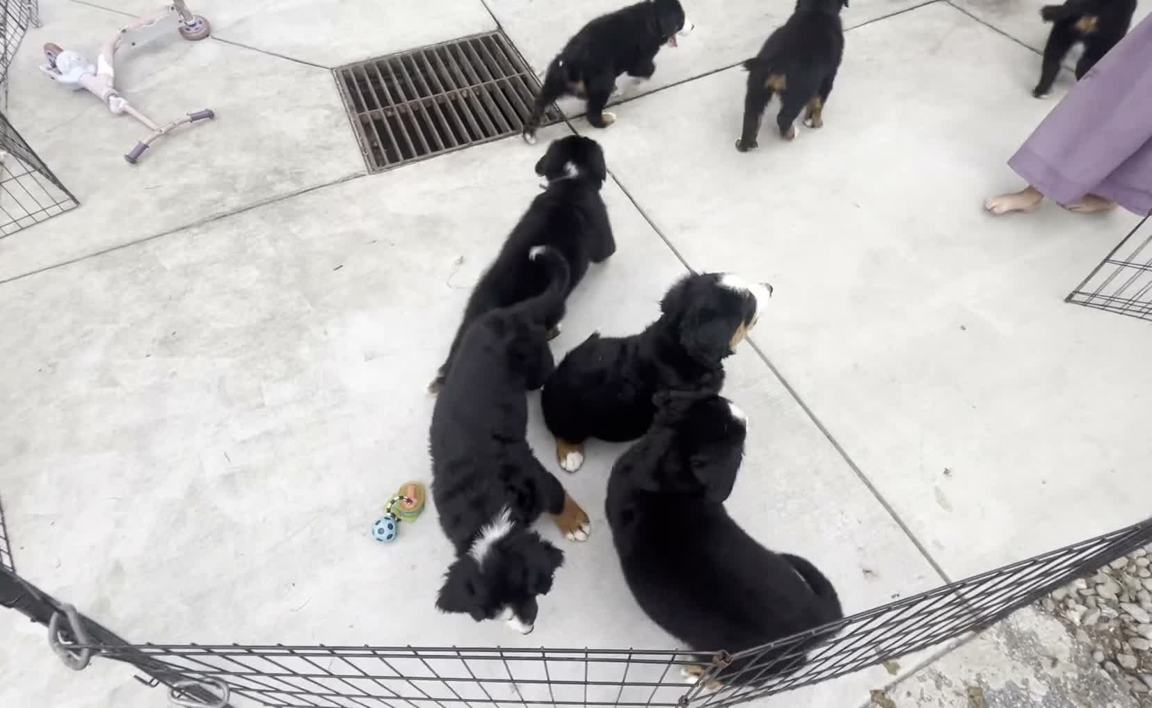 Bernese Mountain Dog dogs for sale: Renee - Video 1