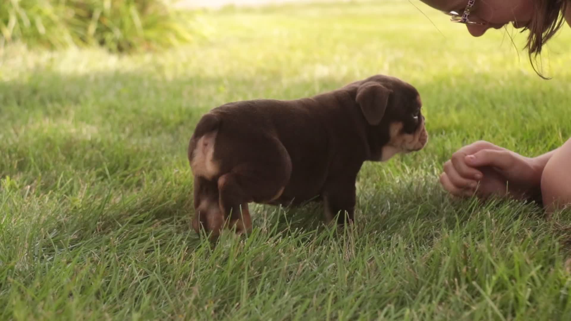 English Bulldog dogs for sale: Savannah English Bulldog  - Video 6