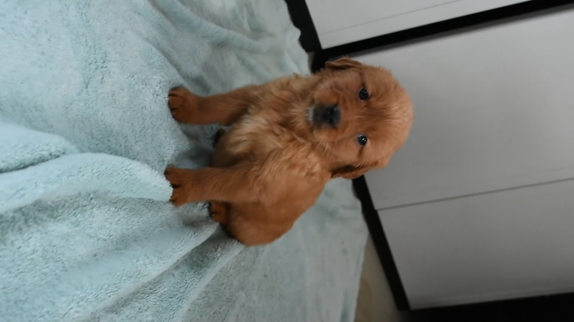 Golden Retriever dogs for sale: Sydney   Genetic/OFA - Video 1