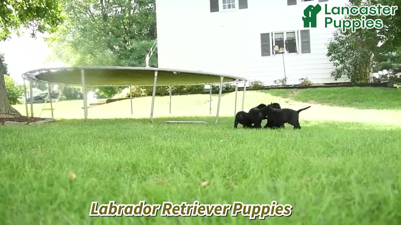 Labrador Retriever dogs for sale: Explorer - Video 1