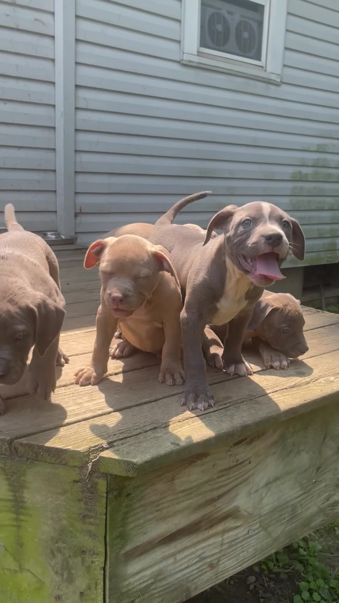 American Bully dogs for sale: American Bully 6 - Video 1