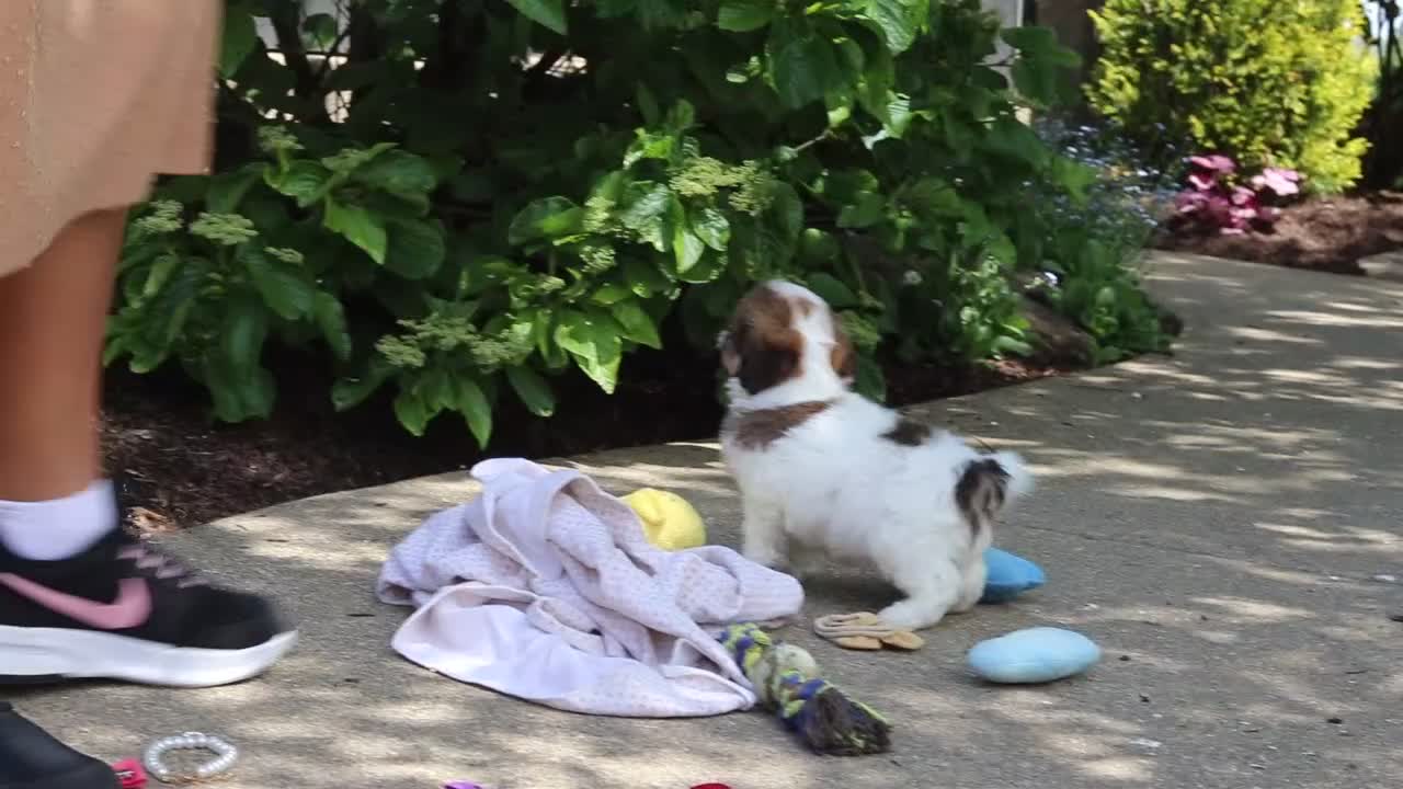 Cavachon dogs for sale: Teddy - Video 1