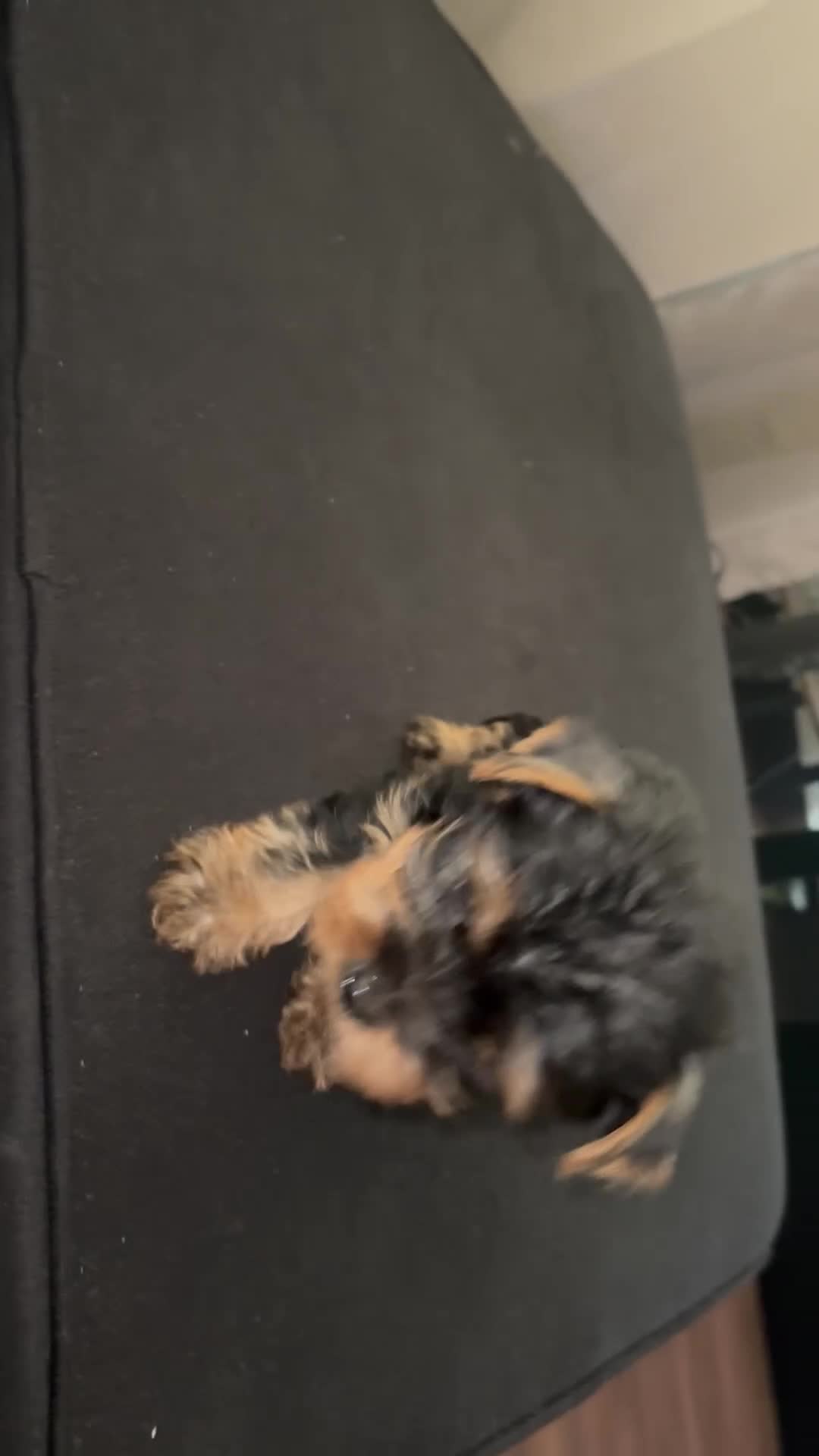 Yorkshire Terrier dogs for sale: Rocky  - Video 2