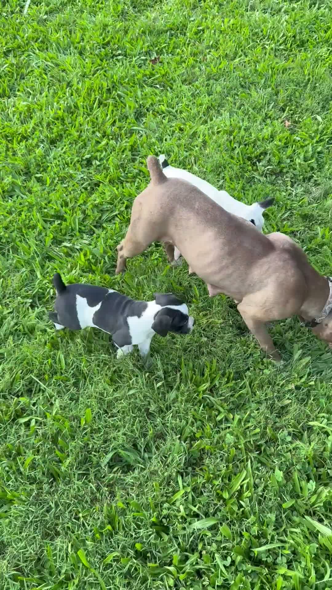 Olde English Bulldogge dogs for sale: Olde English Bulldogge 1 - Video 1