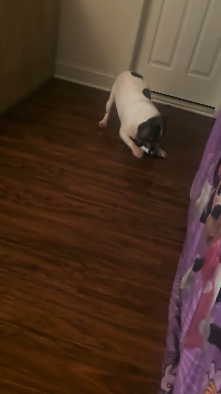 French Bulldog dogs for sale: CHESTY - Video 1