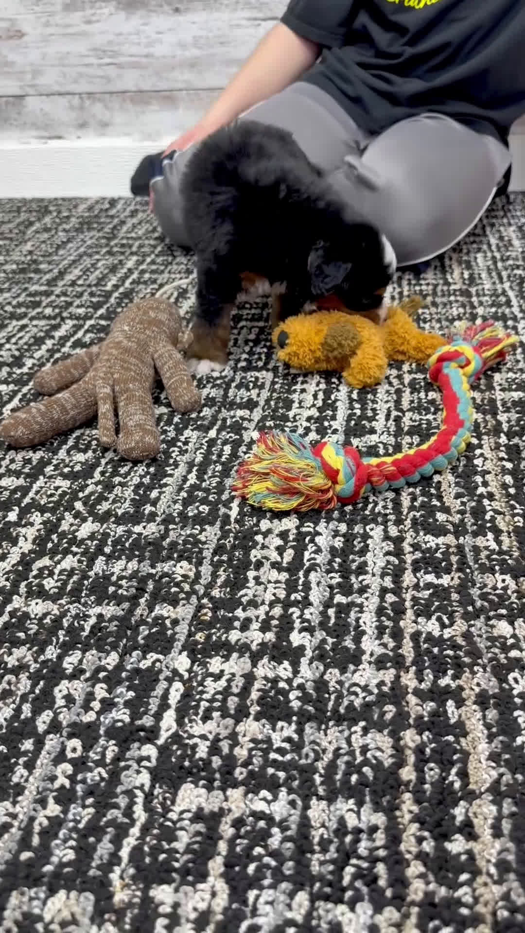 Mini Bernedoodle dogs for sale: 🙋‍♂️ Leo - Video 1