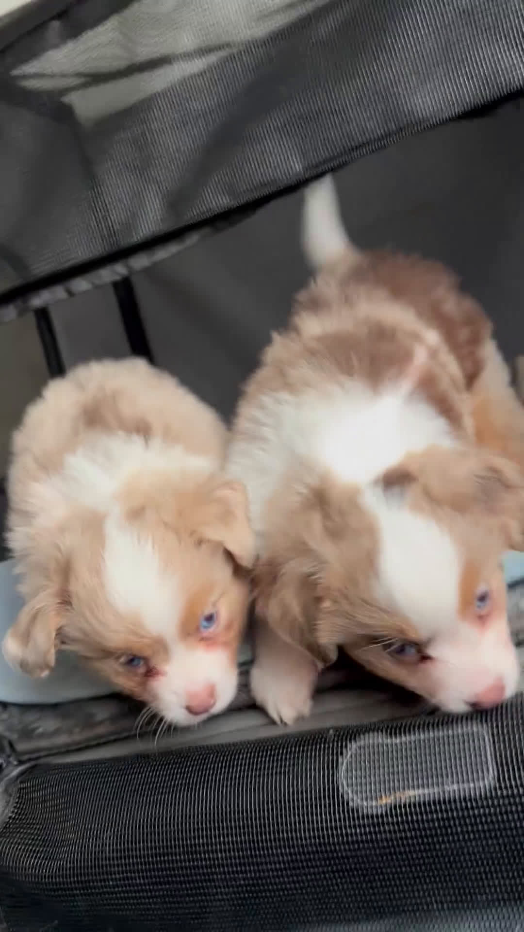 Toy Australian Shepherd dogs for sale: Toy Australian Shepherd Micky Mouse - Video 1