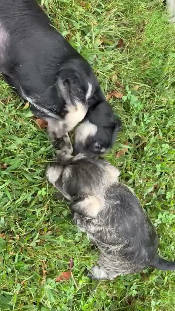 Standard Schnauzer dogs for sale: Athena (Gray) - Video 1
