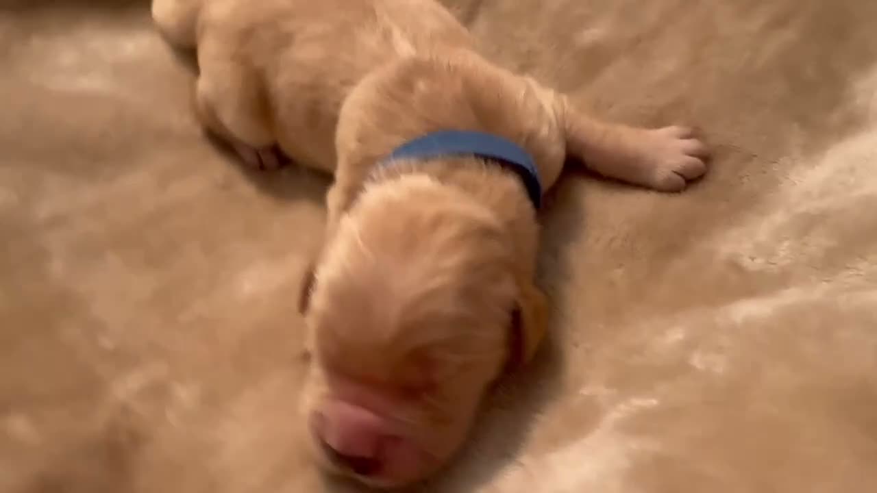 Golden Retriever dogs for sale: Golden Retriever 1 - Video 1