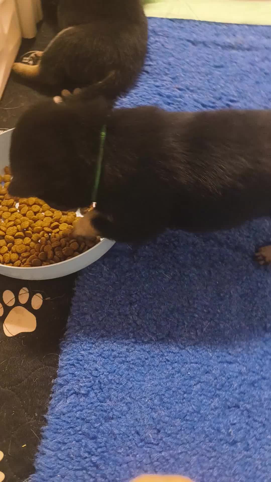 Shiba Inu dogs for sale: Shiba Inu Puppy 2 - Video 1