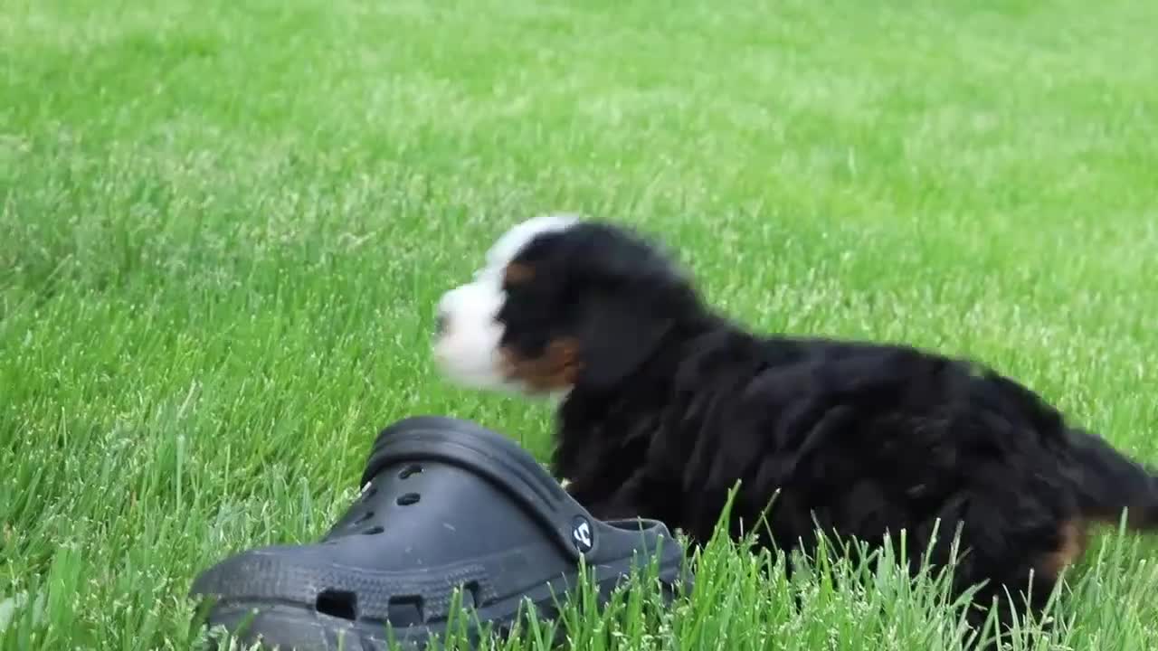 Mini Bernedoodle dogs for sale: Ellie - Video 1